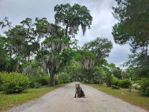 Image post by @thesavannahwolfhound on Instagram