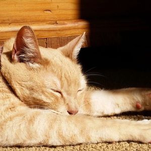 Image post by @animalplanet on Instagram