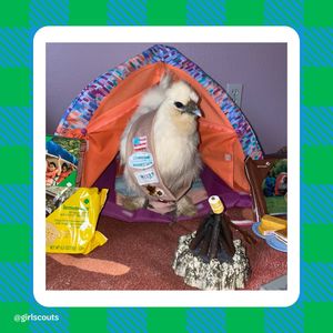 Image post by @girlscouts on Instagram