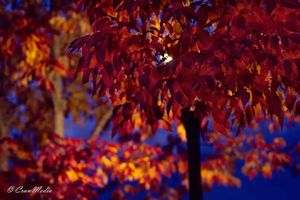 Image post by @crawmedia on Instagram