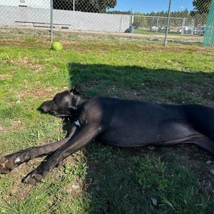 Image post by @spokhumanesoc on Instagram
