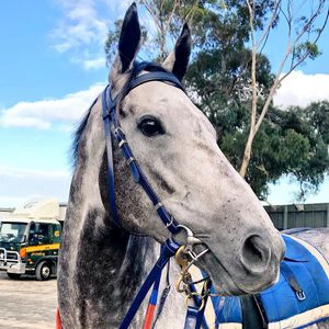 Image post by @australianturfclub on Instagram