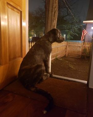 Image post by @thesavannahwolfhound on Instagram