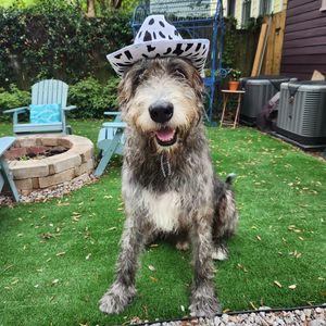 Image post by @thesavannahwolfhound on Instagram