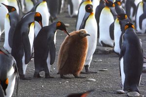 Image post by @discovery on Instagram