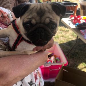 Image post by @bestforpetsmelb on Instagram