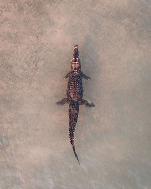 Image post by @dronepals on Instagram