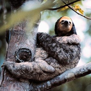 Image post by @animalplanet on Instagram