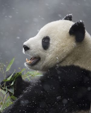 Image post by @discovery on Instagram