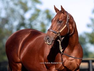 Image post by @thoroughbred_daily_news on Instagram