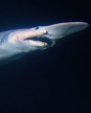 Image post by @discovery on Instagram