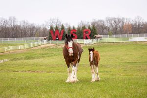 Image post by @WarmSpringsRanch on Facebook