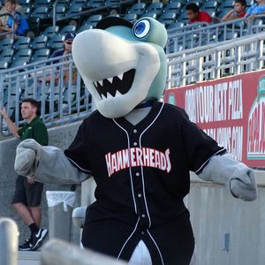 Image post by @gohammerheads on Instagram