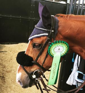 Image post by @snaffle_it on Instagram