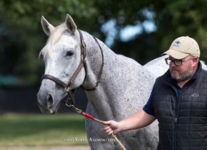 Image post by @thoroughbred_daily_news on Instagram