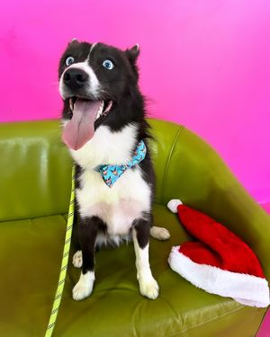 Image post by @tux_the_blue_pomsky on Instagram