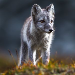 Image post by @AnimalPlanet on Twitter