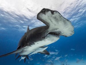 Image post by @discovery on Instagram