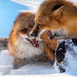 Image post by @AnimalPlanet on Twitter