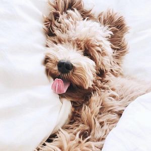 Image post by @rydehouston on Instagram