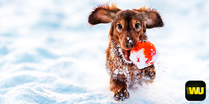 Image post by @WesternUnion on Twitter