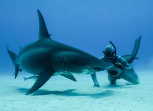Image post by @animalplanet on Instagram