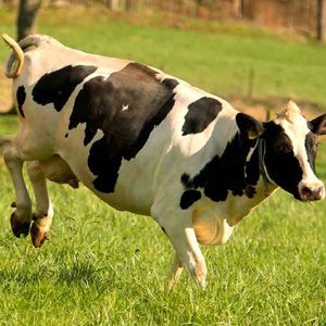 Image post by @arladairyuk on Instagram