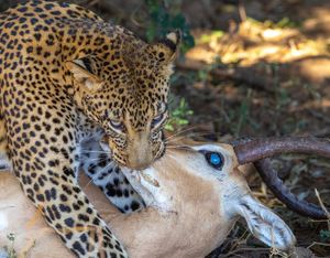 Image post by @chiawasafaris on Instagram