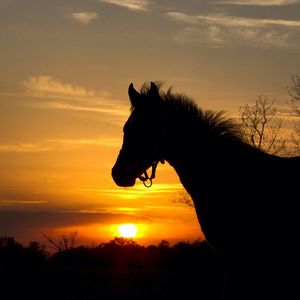 Image post by @spendthriftfarm on Instagram