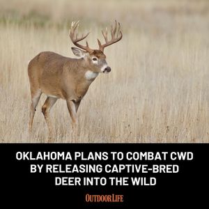 Image post by @outdoor_life on Instagram