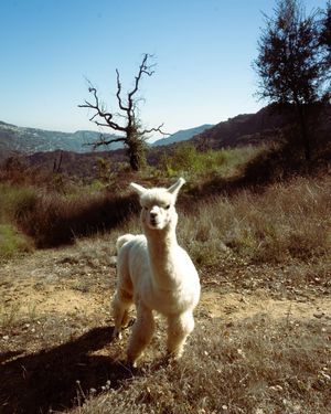 Image post by @shotsbyhailey on Instagram