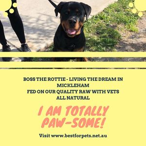 Image post by @bestforpetsmelb on Instagram