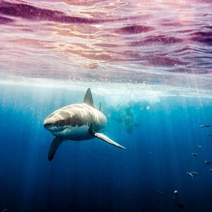 Image post by @discovery on Instagram