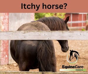 Image post by @equinecareprobiotic on Instagram
