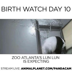 Image post by @animalplanet on Instagram