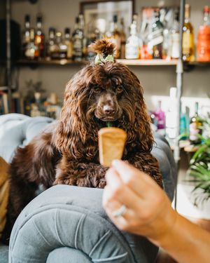 Image post by @evolvepetfood on Instagram