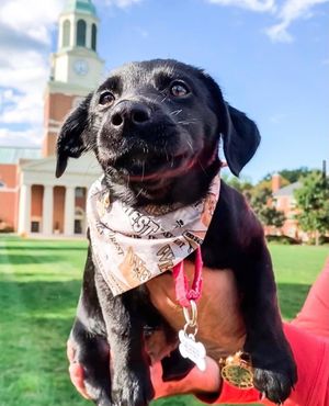 Image post by @wfuniversity on Instagram