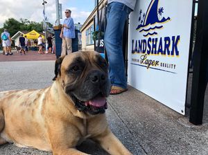 Image post by @ilmsharks on Instagram