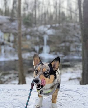 Image post by @triumphpetfood on Instagram