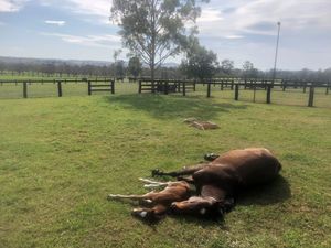 Image post by @NZHorseAmbulanceTrust on Facebook