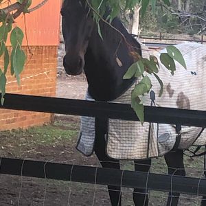 Image post by @first_bit_equine_ on Instagram