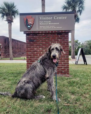 Image post by @thesavannahwolfhound on Instagram