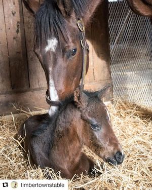 Image post by @thebloodhorse on Instagram