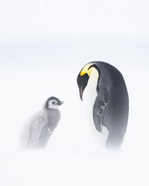Image post by @white.desert.antarctica on Instagram