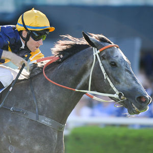 Image post by @australianturfclub on Instagram