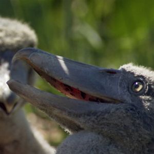 Image post by @discovery on Instagram
