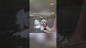 Video post by @livelikeroofoundation on YouTube
