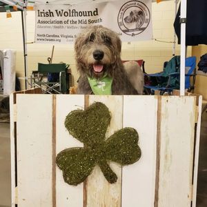 Image post by @thesavannahwolfhound on Instagram