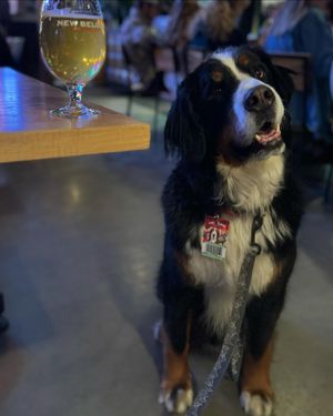Image post by @officialsnowdog on Instagram