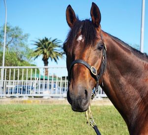 Image post by @australianturfclub on Instagram
